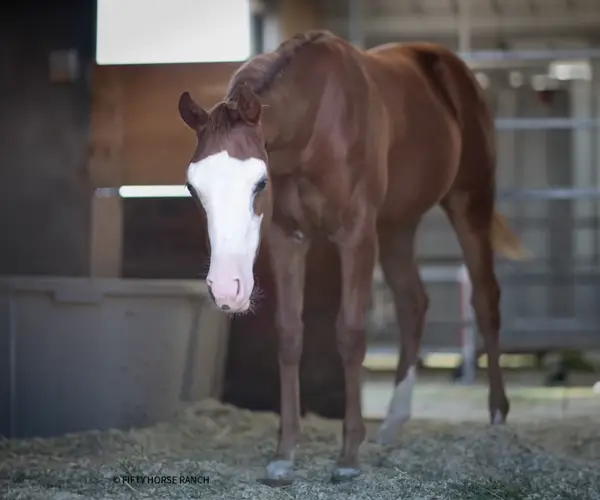 Timber Valley Ranch Bellville OH Americasnexttopgun Timber Valley Ranch Bellville OH Americasnexttopgun