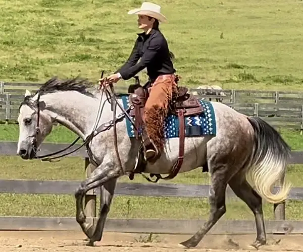 Timber Valley Ranch Bellville OH BRIGA Jack Timber Valley Ranch Bellville OH BRIGA Jack