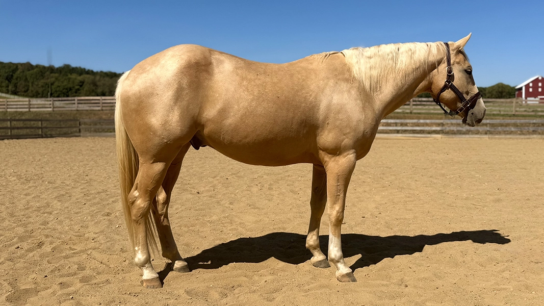 Timber Valley Ranch Bellville OH Palomino Gelding A large tan horse.