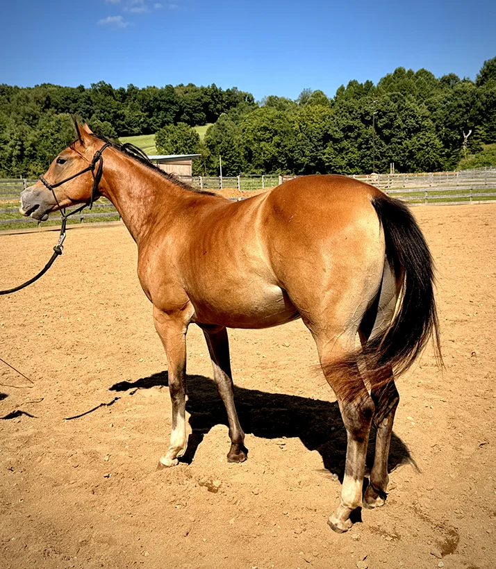Brown Horse