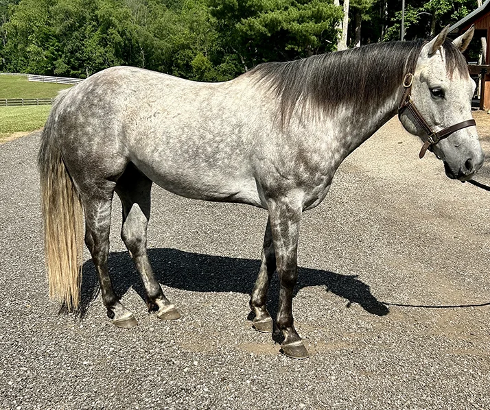 Grey Horse