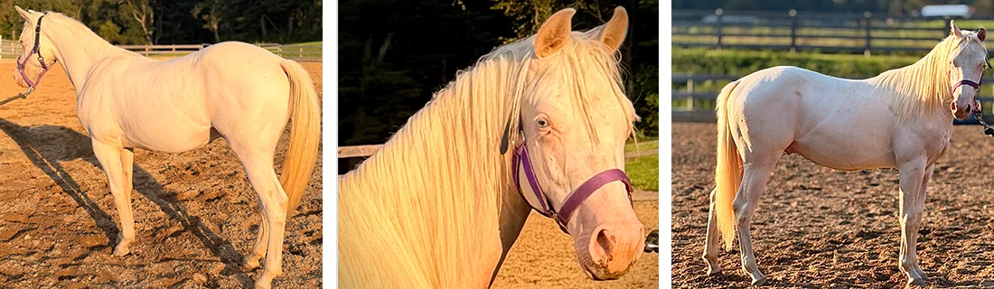 White Horse
